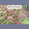 16-photinia-red-robin-n3