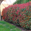 17-photinia